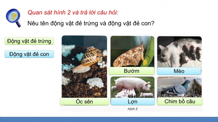 Giáo án điện tử Khoa học 5 kết nối Bài 15: Sinh sản của động vật