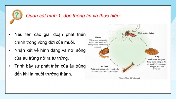 Giáo án điện tử Khoa học 5 kết nối Bài 16: Vòng đời và sự phát triển của động vật