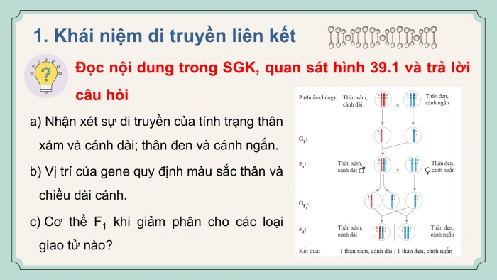 Giáo án điện tử KHTN 9 cánh diều - Phân môn Sinh học Bài 39: Di truyền liên kết và cơ chế xác định giới tính