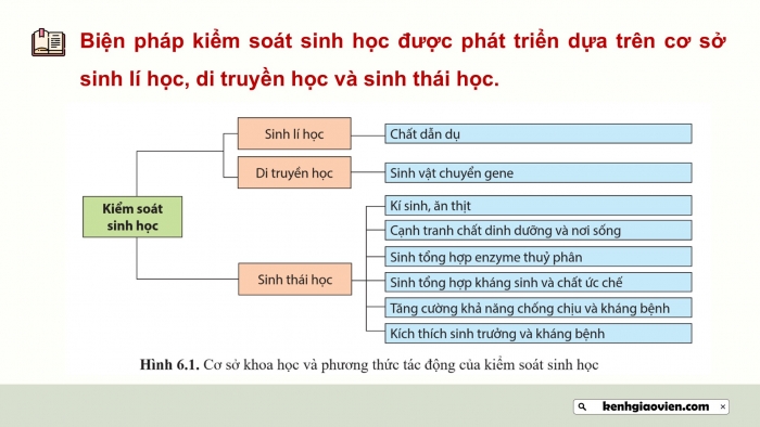 Giáo án điện tử chuyên đề Sinh học 12 cánh diều Bài 6: Cơ sở của kiểm soát sinh học