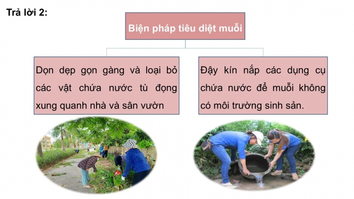 Giáo án điện tử Khoa học 5 chân trời Bài 17: Ôn tập chủ đề Thực vật và động vật