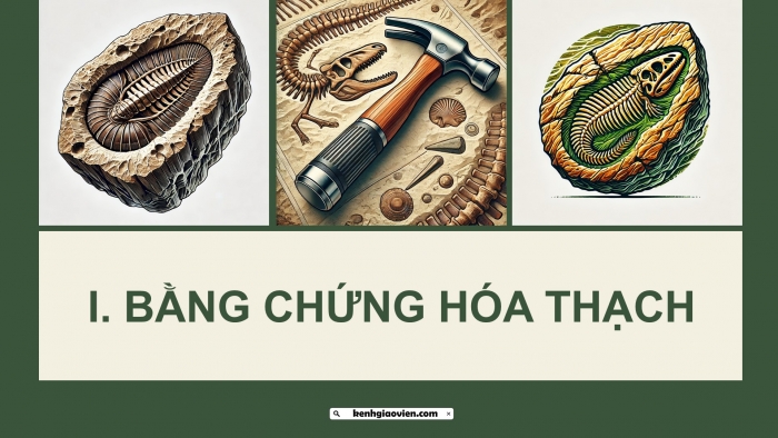 Giáo án điện tử Sinh học 12 kết nối Bài 19: Các bằng chứng tiến hoá