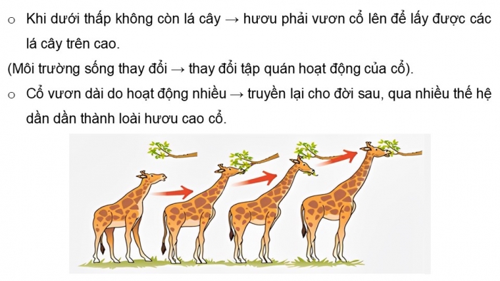 Giáo án điện tử Sinh học 12 chân trời Bài 16: Quan niệm của Darwin về chọn lọc tự nhiên và hình thành loài