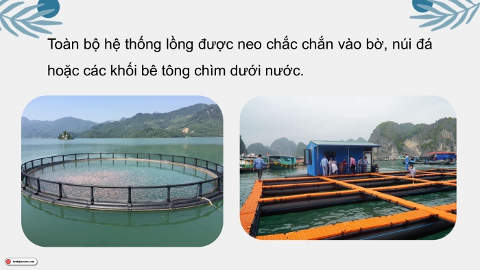 Giáo án điện tử Công nghệ 12 Lâm nghiệp Thủy sản Cánh diều Bài 18: Kĩ thuật nuôi một số loài thủy sản phổ biến