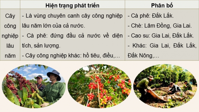 Giáo án điện tử Địa lí 9 chân trời Bài 17: Vùng Tây Nguyên (P2)