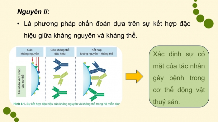 Giáo án điện tử chuyên đề Công nghệ 12 Lâm nghiệp Thuỷ sản Cánh diều Bài 8: Ứng dụng công nghệ sinh học trong chẩn đoán bệnh và sản xuất vaccine phòng bệnh thuỷ sản