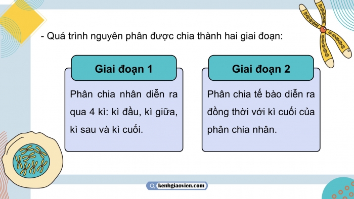 Giáo án điện tử KHTN 9 chân trời - Phân môn Sinh học Bài 43: Di truyền nhiễm sắc thể