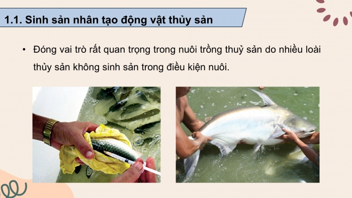 Giáo án điện tử chuyên đề Công nghệ 12 Lâm nghiệp Thuỷ sản Cánh diều Bài 5: Ứng dụng công nghệ sinh học trong sinh sản và chọn, tạo giống thuỷ sản