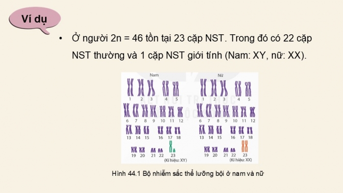 Giáo án điện tử KHTN 9 kết nối - Phân môn Sinh học Bài 44: Nhiễm sắc thể giới tính và cơ chế các định giới tính