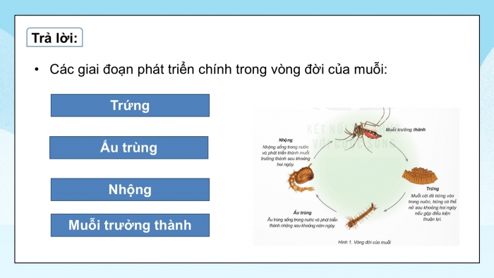 Giáo án điện tử Khoa học 5 kết nối Bài 16: Vòng đời và sự phát triển của động vật