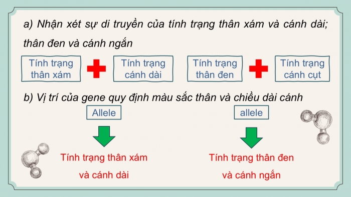 Giáo án điện tử KHTN 9 cánh diều - Phân môn Sinh học Bài 39: Di truyền liên kết và cơ chế xác định giới tính