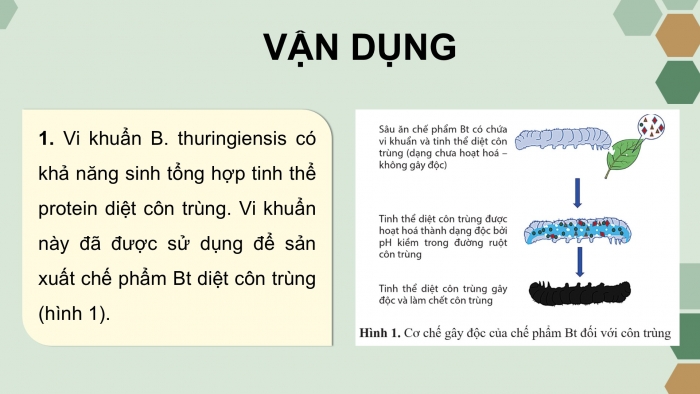 Giáo án điện tử chuyên đề Sinh học 12 cánh diều Ôn tập CĐ 2