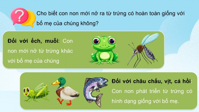 Giáo án điện tử Khoa học 5 chân trời Bài 16: Sự lớn lên và phát triển của động vật