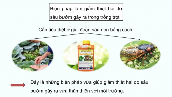 Giáo án điện tử Khoa học 5 chân trời Bài 17: Ôn tập chủ đề Thực vật và động vật