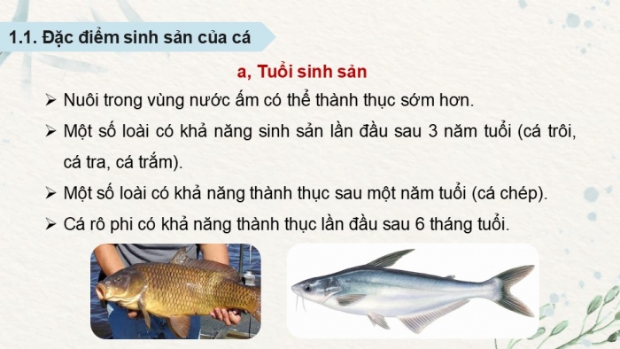 Giáo án điện tử Công nghệ 12 Lâm nghiệp Thủy sản Cánh diều Bài 15: Đặc điểm sinh sản và kĩ thuật ương cá, tôm giống