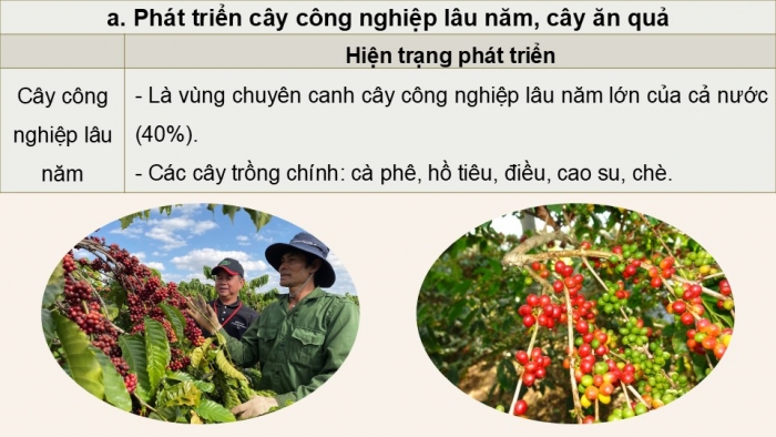 Giáo án điện tử Địa lí 9 cánh diều Bài 15: Vùng Tây Nguyên (P2)