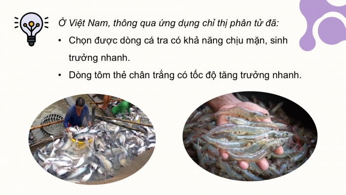 Giáo án điện tử Công nghệ 12 Lâm nghiệp - Thủy sản Kết nối Bài 15: Ứng dụng công nghệ sinh học trong chọn và nhân giống thủy sản