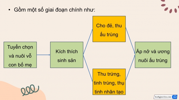 Giáo án điện tử chuyên đề Công nghệ 12 Lâm nghiệp Thuỷ sản Cánh diều Bài 5: Ứng dụng công nghệ sinh học trong sinh sản và chọn, tạo giống thuỷ sản