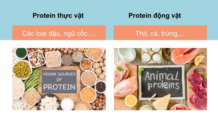 Giáo án điện tử KHTN 9 chân trời - Phân môn Hoá học Bài 29: Protein