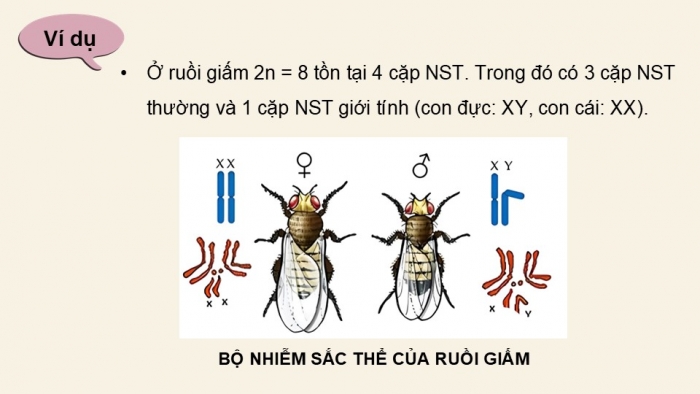 Giáo án điện tử KHTN 9 kết nối - Phân môn Sinh học Bài 44: Nhiễm sắc thể giới tính và cơ chế các định giới tính