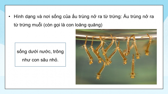 Giáo án điện tử Khoa học 5 kết nối Bài 16: Vòng đời và sự phát triển của động vật