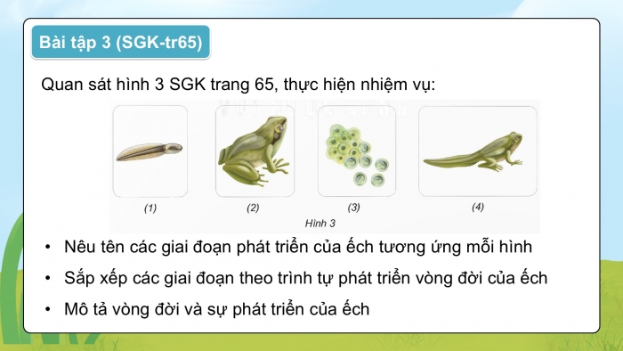 Giáo án điện tử Khoa học 5 kết nối Bài 17: Ôn tập chủ đề Thực vật và động vật