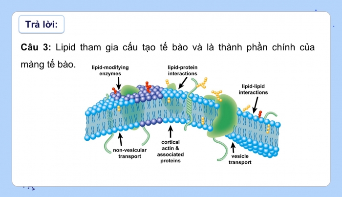 Giáo án điện tử KHTN 9 cánh diều - Phân môn Hoá học Bài 25: Lipid và chất béo