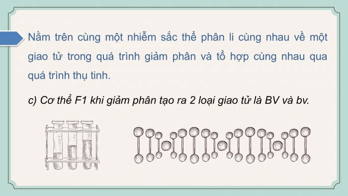 Giáo án điện tử KHTN 9 cánh diều - Phân môn Sinh học Bài 39: Di truyền liên kết và cơ chế xác định giới tính