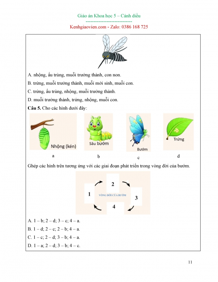 Giáo án và PPT Khoa học 5 cánh diều bài 11: Vòng đời của động vật đẻ trứng và động vật đẻ con