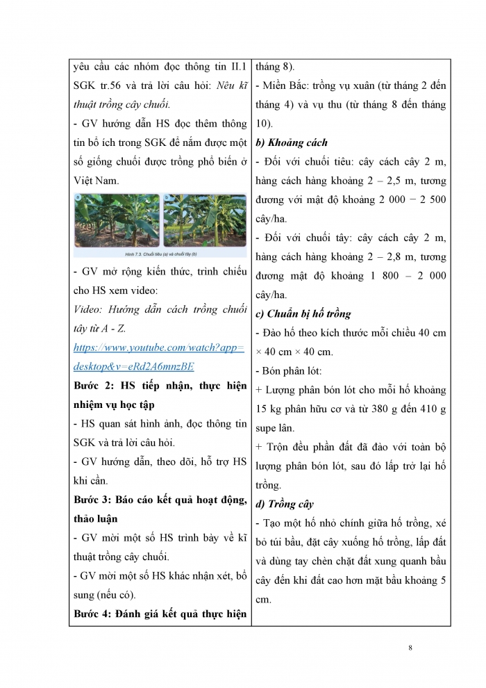 Giáo án và PPT Công nghệ 9 Trồng cây ăn quả Kết nối Bài 7: Kĩ thuật trồng và chăm sóc cây chuối