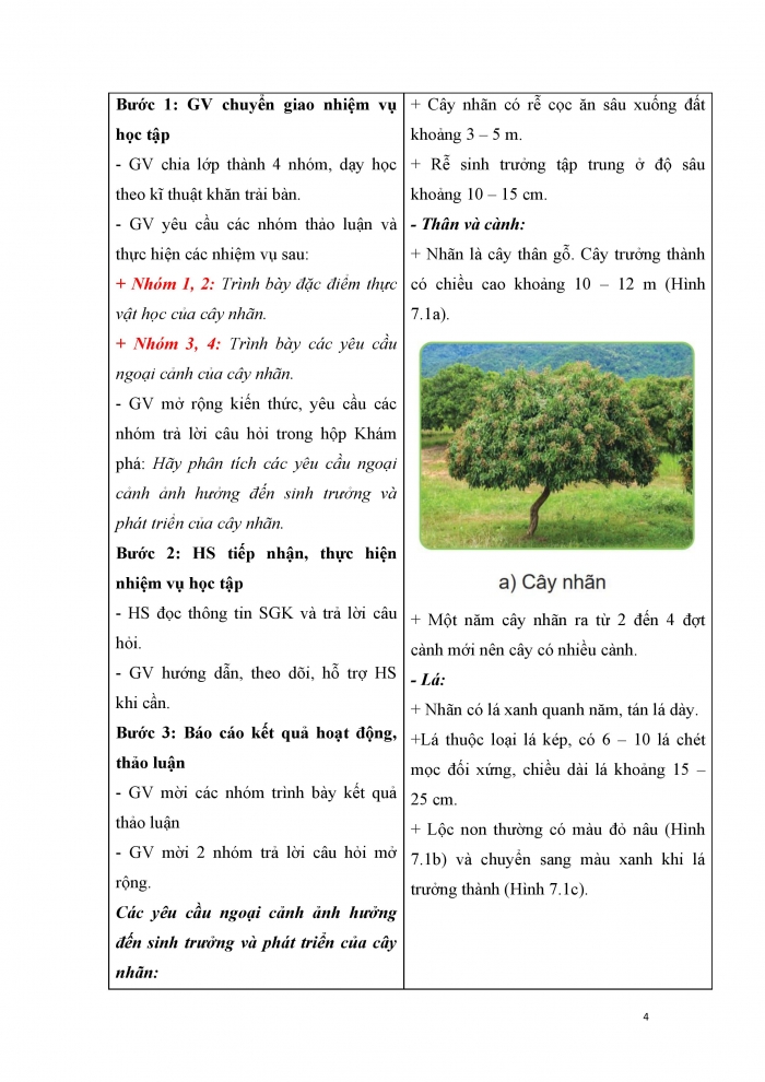 Giáo án và PPT công nghệ 9 trồng cây ăn quả Cánh diều bài 7: Kĩ thuật trồng và chăm sóc cây nhãn