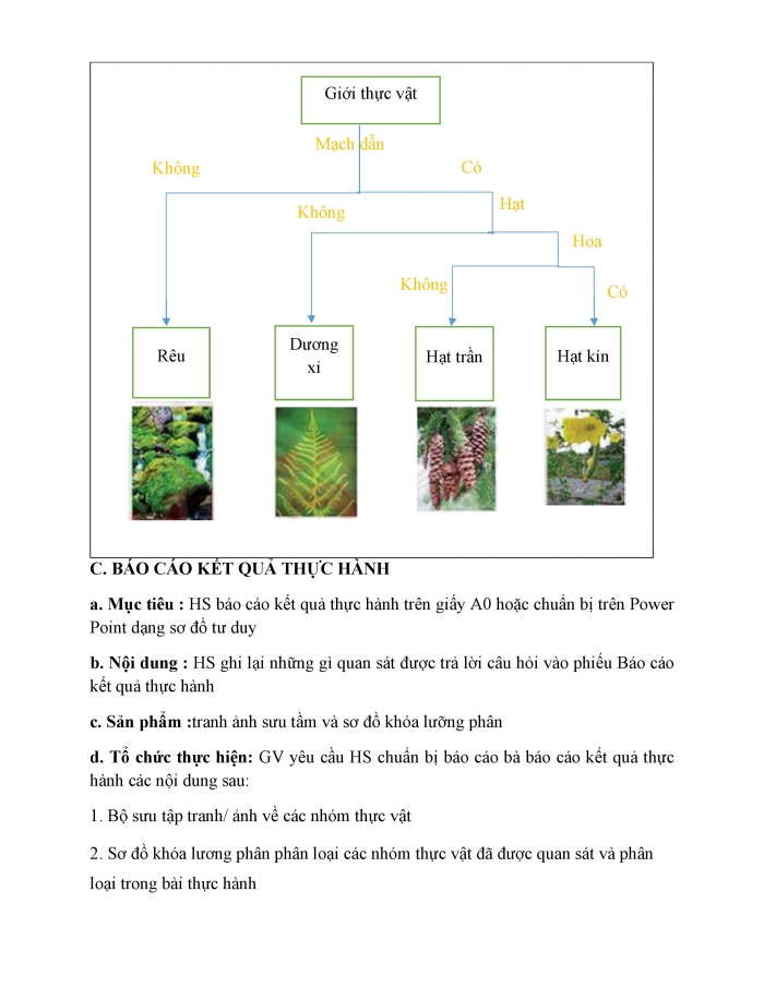 Giáo án và PPT KHTN 6 chân trời Bài 30: Thực hành phân loại thực vật