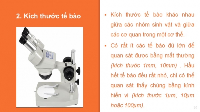 Giáo án PPT KHTN 6 kết nối Bài 18: Tế bào – Đơn vị cơ bản của sự sống