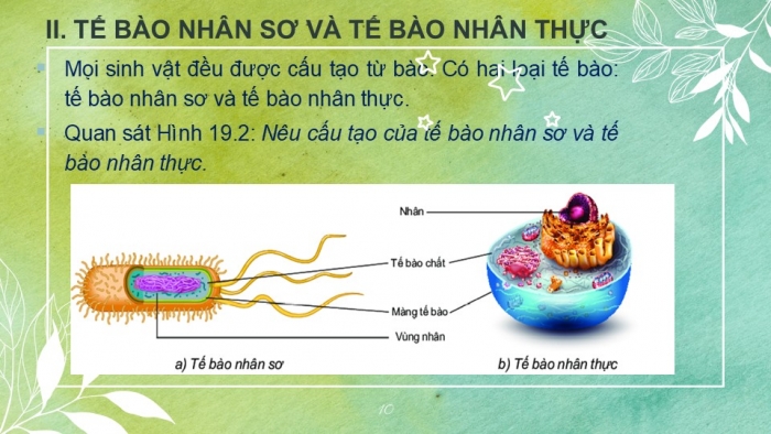 Giáo án PPT KHTN 6 kết nối Bài 19: Cấu tạo và chức năng các thành phần của tế bào