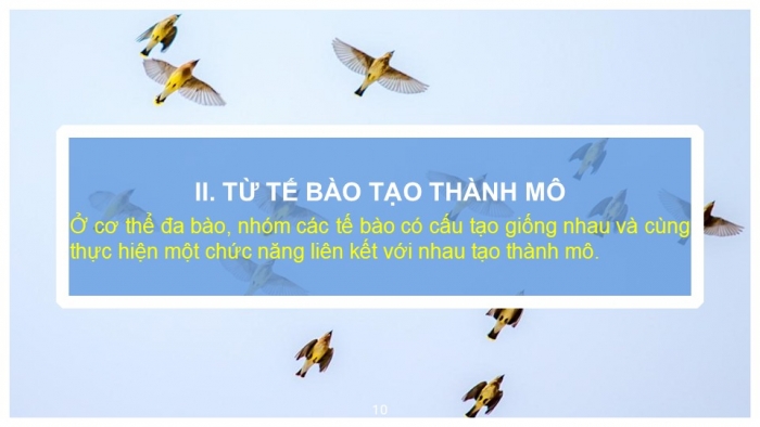 Giáo án PPT KHTN 6 kết nối Bài 23: Tổ chức cơ thể đa bào