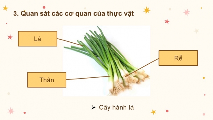 Giáo án PPT KHTN 6 kết nối Bài 24 Thực hành: Quan sát và mô tả cơ thể đơn bào, cơ thể đa bào