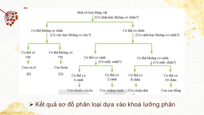 Giáo án PPT KHTN 6 kết nối Bài 26: Khoá lưỡng phân