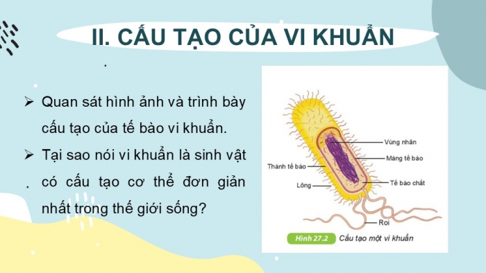 Giáo án PPT KHTN 6 kết nối Bài 27: Vi khuẩn