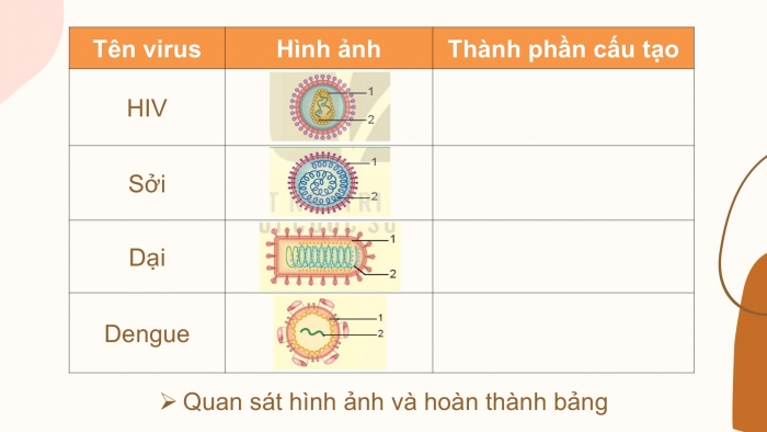 Giáo án PPT KHTN 6 kết nối Bài 29: Virus