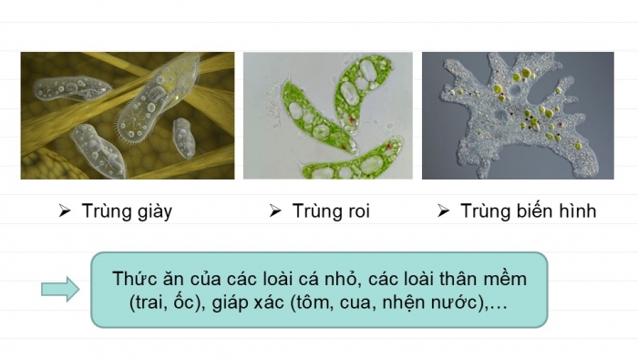 Giáo án PPT KHTN 6 kết nối Bài 30: Nguyên sinh vật