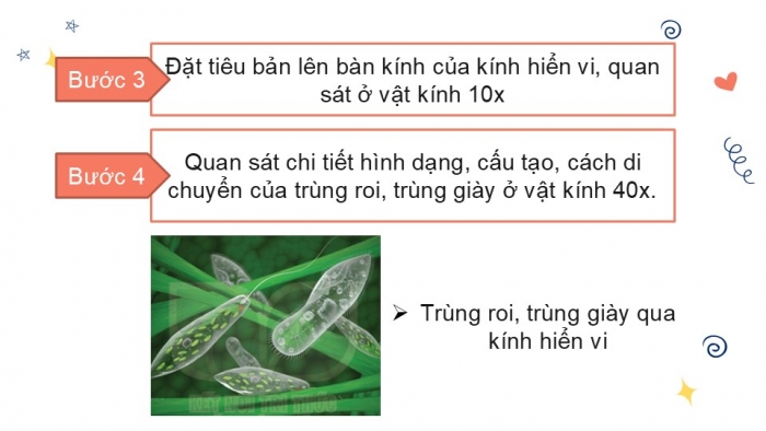 Giáo án PPT KHTN 6 kết nối Bài 31 Thực hành: Quan sát nguyên sinh vật