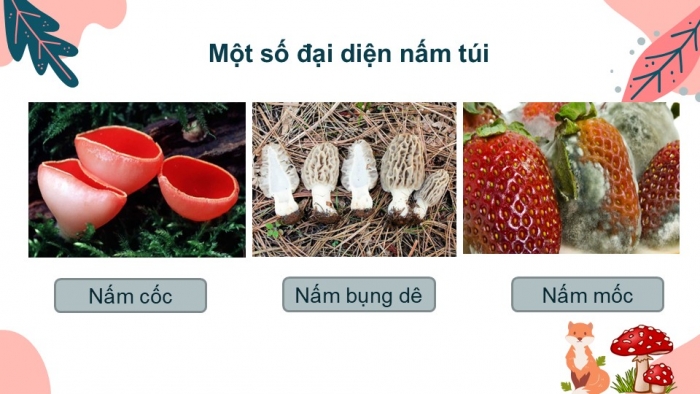 Giáo án PPT KHTN 6 kết nối Bài 32: Nấm