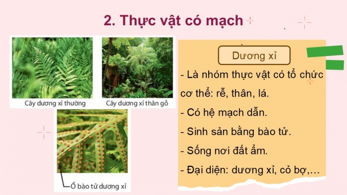 Giáo án PPT KHTN 6 kết nối Bài 34: Thực vật