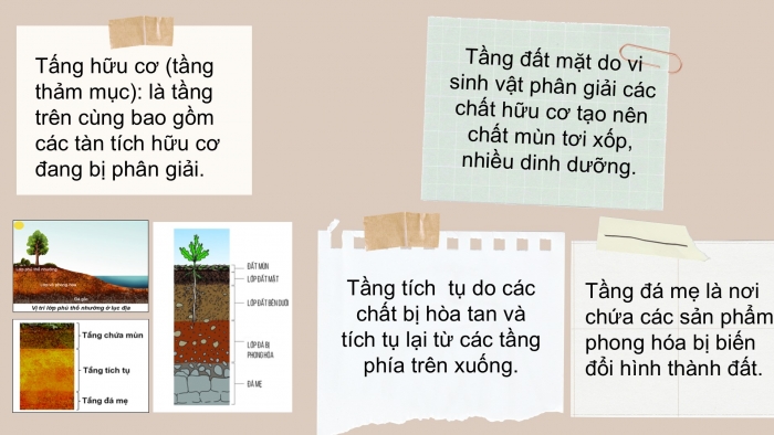 Giáo án PPT Địa lí 6 chân trời Bài 19: Lớp đất và các nhân tố hình thành đất. Một số nhóm đất điển hình