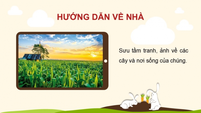 Giáo án PPT Tự nhiên và Xã hội 2 kết nối Bài 16: Thực vật sống ở đâu?