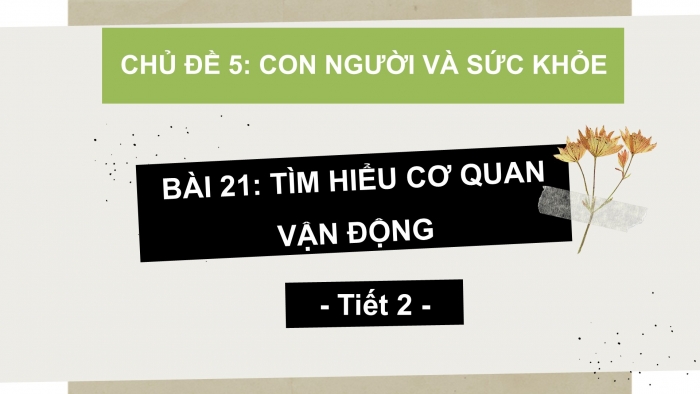 Giáo án PPT Tự nhiên và Xã hội 2 kết nối Bài 21: Tìm hiểu cơ quan vận động