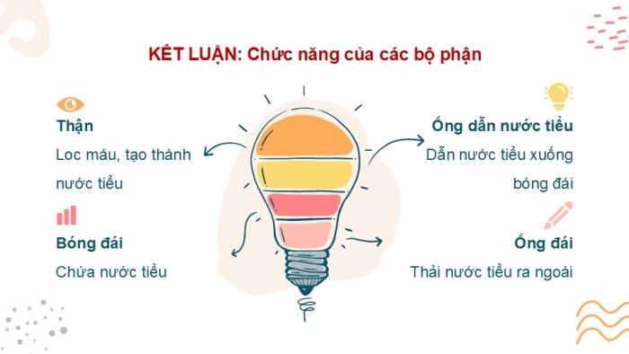 Giáo án PPT Tự nhiên và Xã hội 2 kết nối Bài 25: Tìm hiểu cơ quan bài tiết nước tiểu