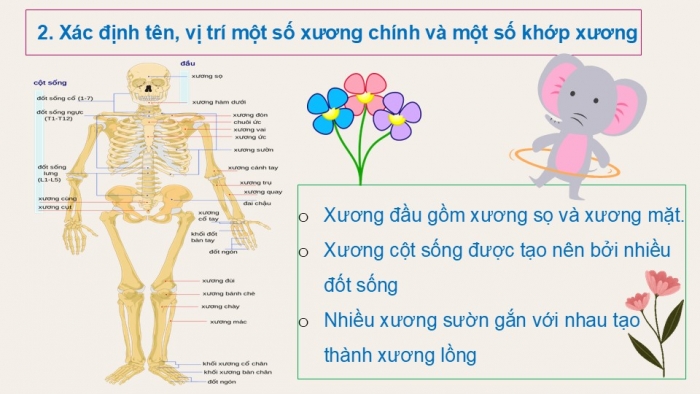 Giáo án PPT Tự nhiên và Xã hội 2 cánh diều Bài 14: Cơ quan vận động