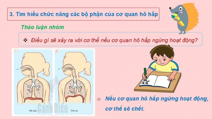 Giáo án PPT Tự nhiên và Xã hội 2 cánh diều Bài 16: Cơ quan hô hấp