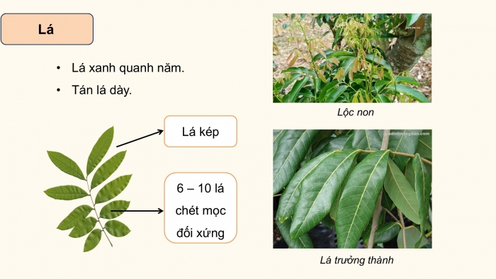 Giáo án điện tử Công nghệ 9 Trồng cây ăn quả Cánh diều Bài 7: Kĩ thuật trồng và chăm sóc cây nhãn